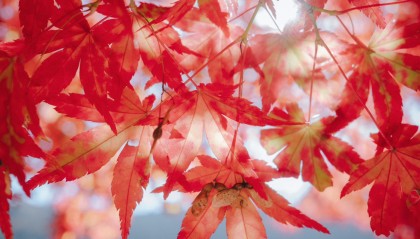 足球直播吧-2026年2月财运颇为旺盛的 3 生肖，赚得开心、花的安心，前程似锦