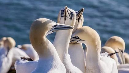 足球直播吧-两次被刷下 莱万成了射门机器还当选世界足球先生