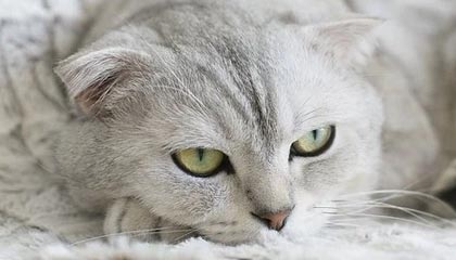 足球在线直播-傅亚雨：变局元年 中超更需系统性公平