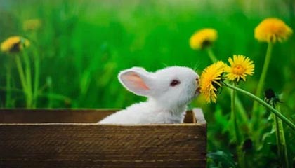 足球直播吧-哈登KD密谋联手 球星抱团早已是NBA主旋律